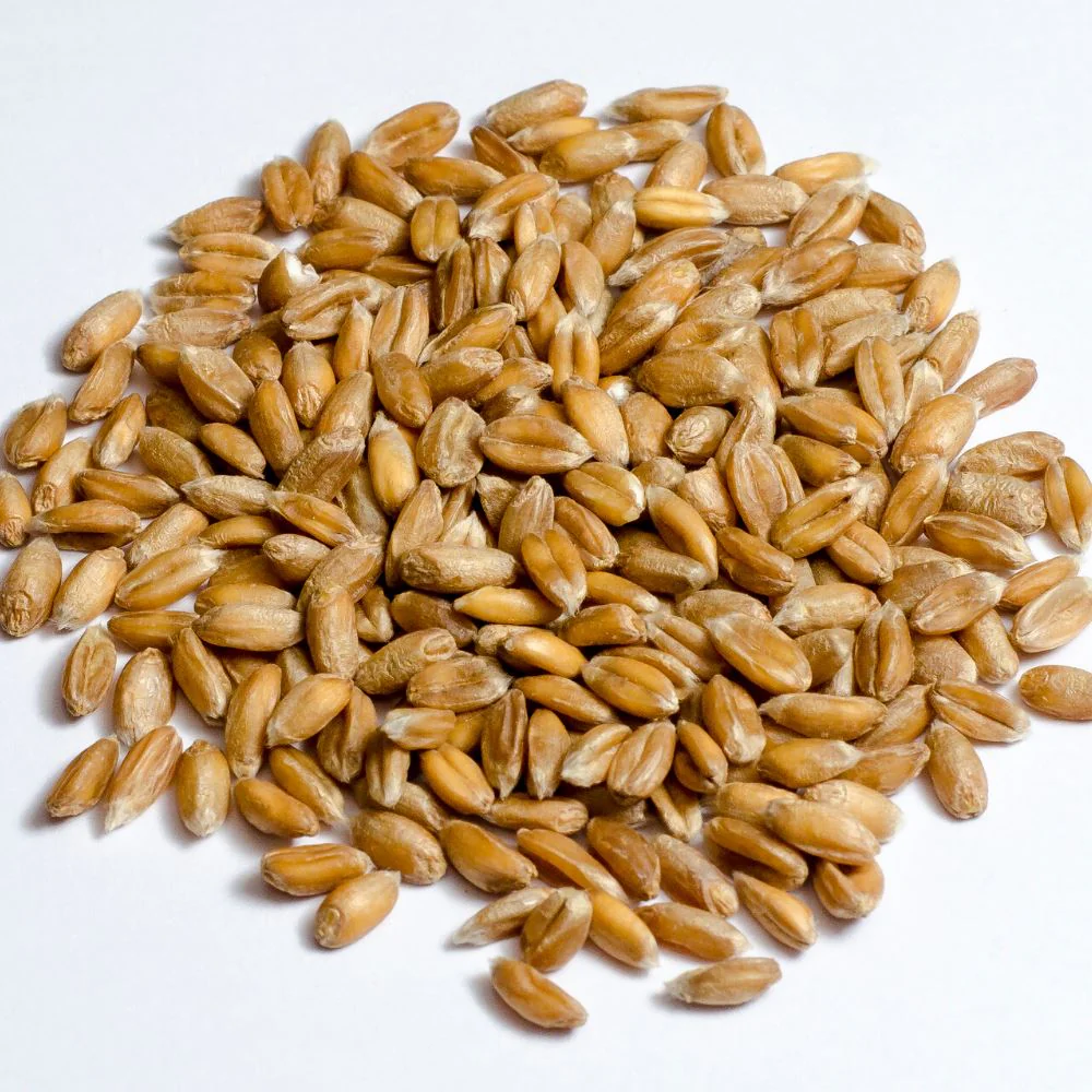 Tuscan Farro Gain - Bag - Image 3